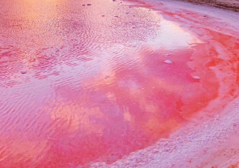 西澳自驾之旅，等等去西澳粉红湖Pink Lake_1_赶趟_来自小红书网页版.jpg