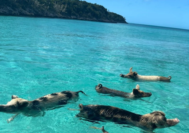 迈阿密-巴哈马🇧🇸✈️喂🐷一日游_1_MU航小飞侠_来自小红书网页版.jpg