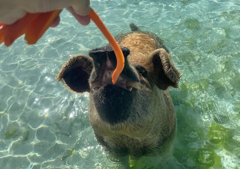 迈阿密-巴哈马🇧🇸✈️喂🐷一日游_3_MU航小飞侠_来自小红书网页版.jpg