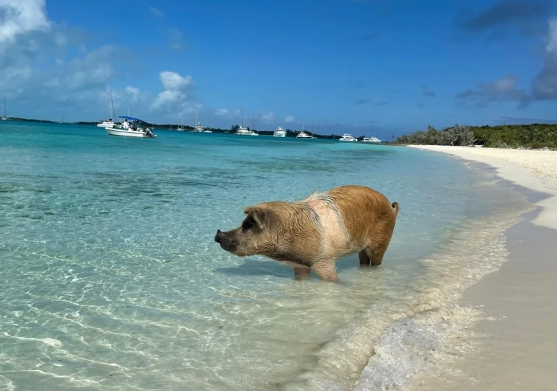 迈阿密-巴哈马🇧🇸✈️喂🐷一日游_2_MU航小飞侠_来自小红书网页版.jpg