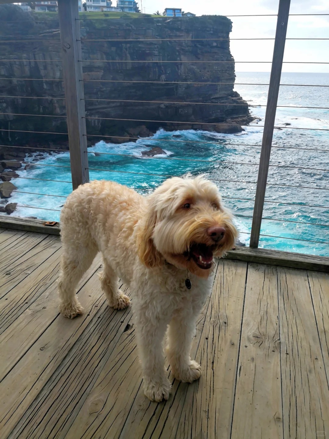 🇦🇺悉尼最美悬崖丨💎钻石湾_6_🍒车厘子爱旅行_来自小红书网页版.jpg